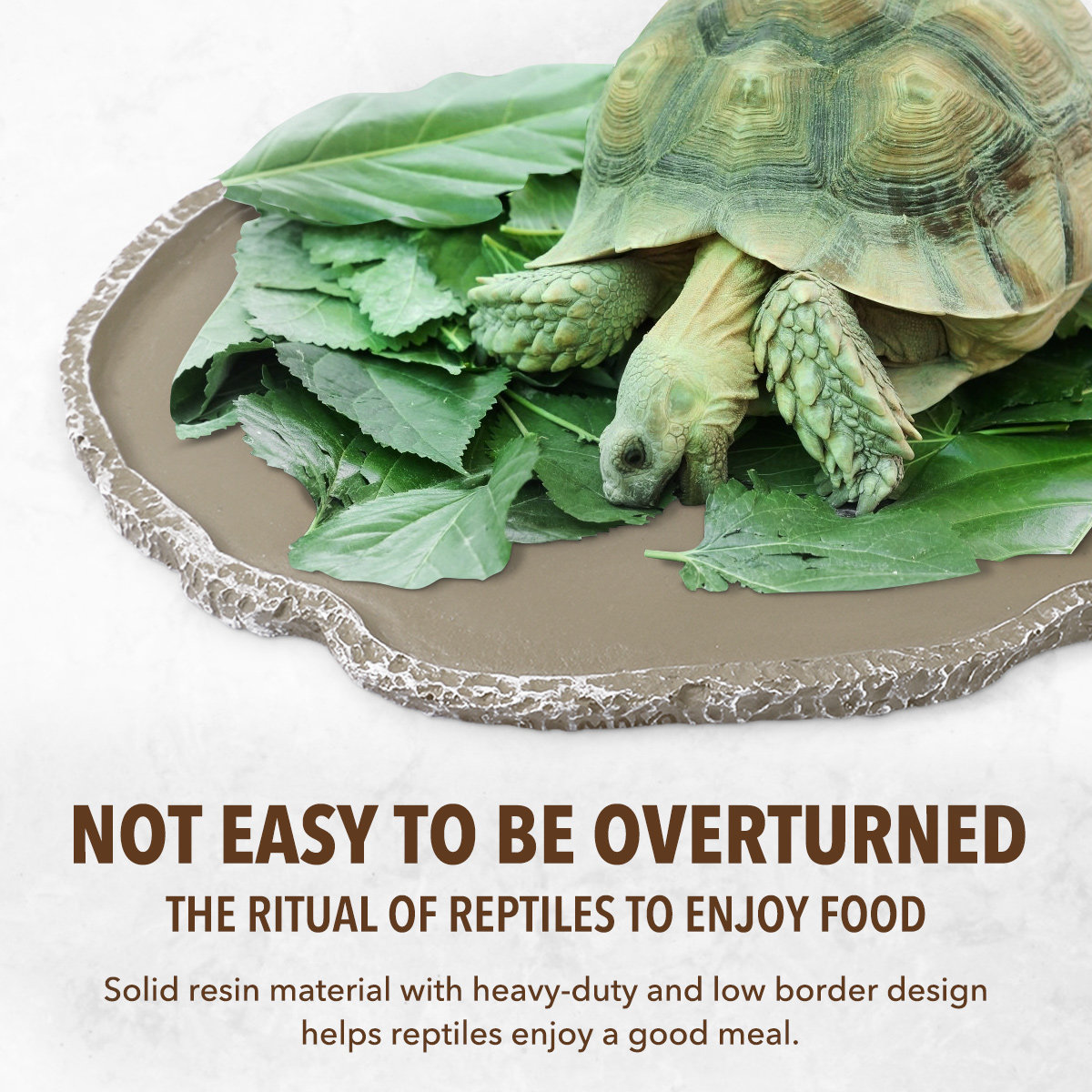 Resin Reptile Feeding Bowl Stu - đánh giá và giá Water Dish Reptile