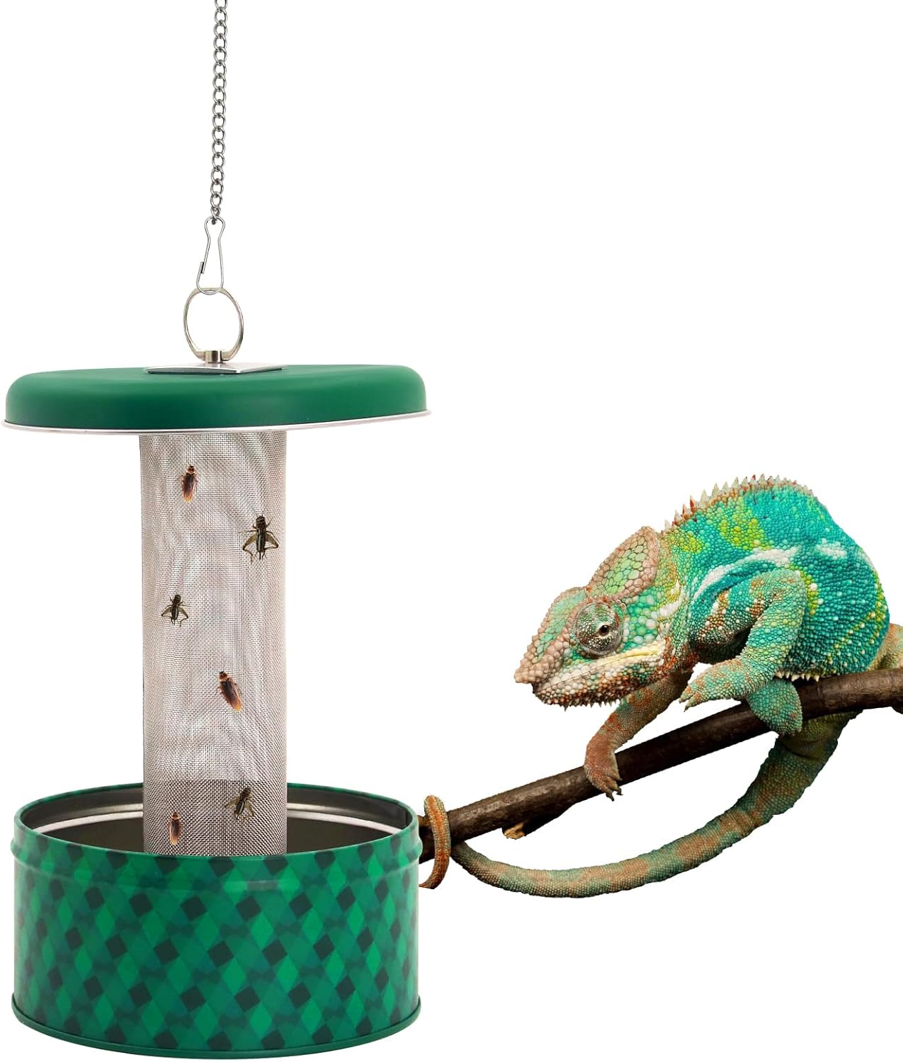 Bearded Dragon Feeder Chameleo - đánh giá và giá Water Dish Reptile
